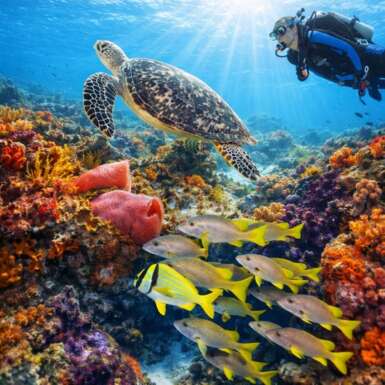 Viaje de Buceo a Cozumel del 28 de Mayo al 1 de Junio